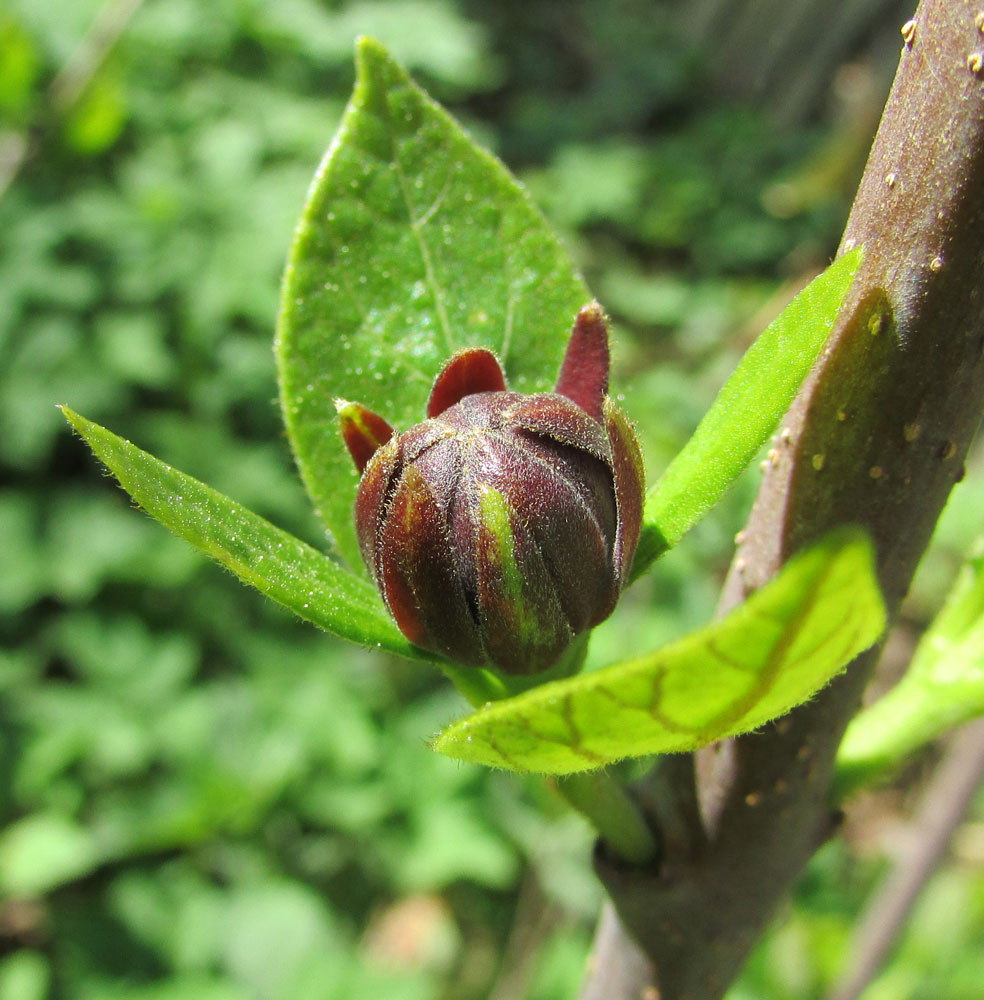 Image of Calycanthus floridus specimen.