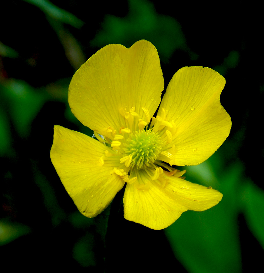 Изображение особи Ranunculus illyricus.