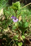 Glechoma hederacea