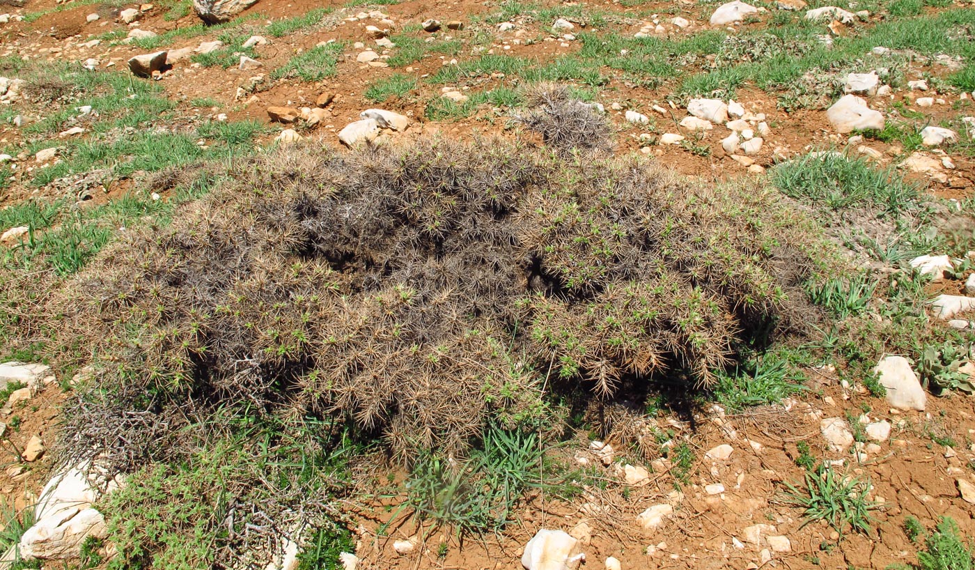 Image of Astragalus gummifer specimen.
