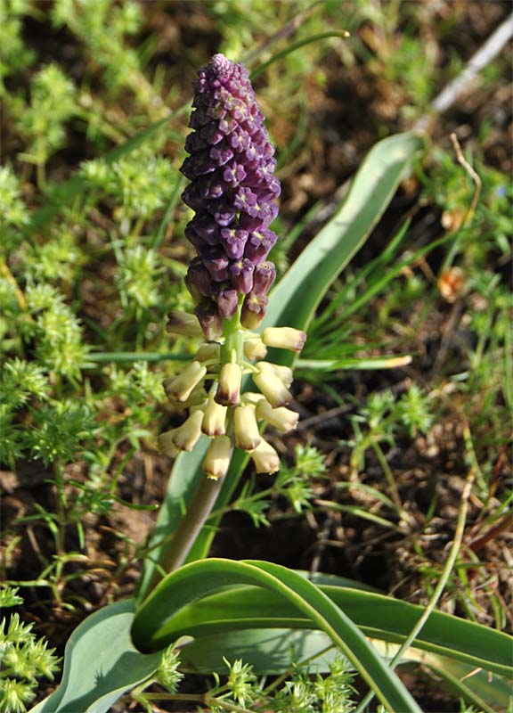 Image of Leopoldia caucasica specimen.