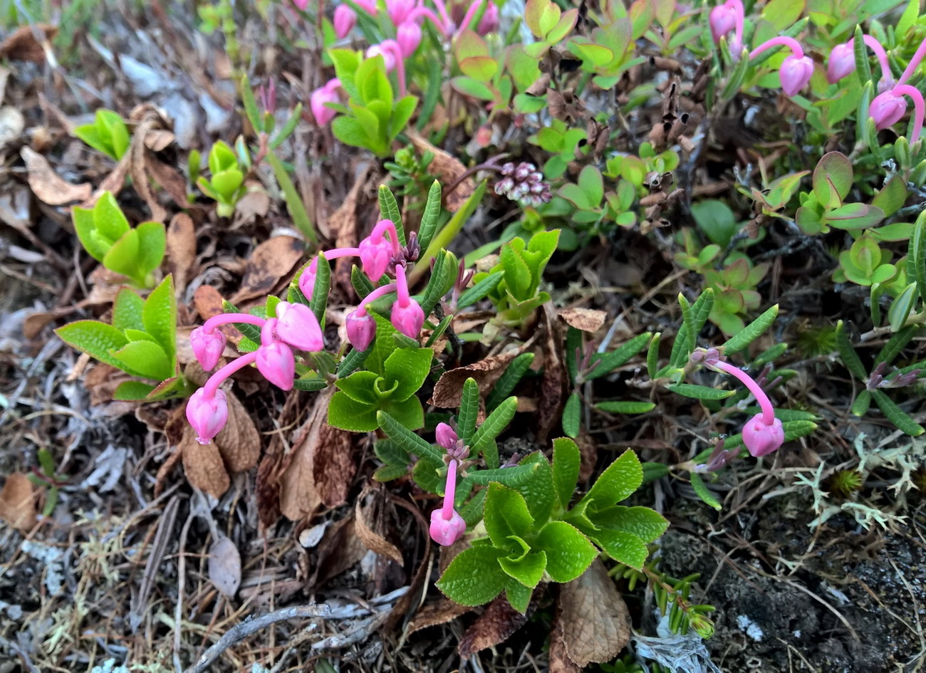 Изображение особи Andromeda polifolia ssp. pumila.