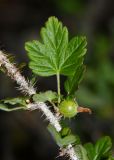 Grossularia burejensis. Часть побега с незрелым плодом. Приморский край, Дальнегорский городской округ, окр. с. Лидовка, устье р. Лидовки на правом берегу. 11.06.2016.