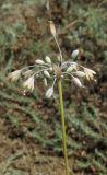 Allium paczoskianum