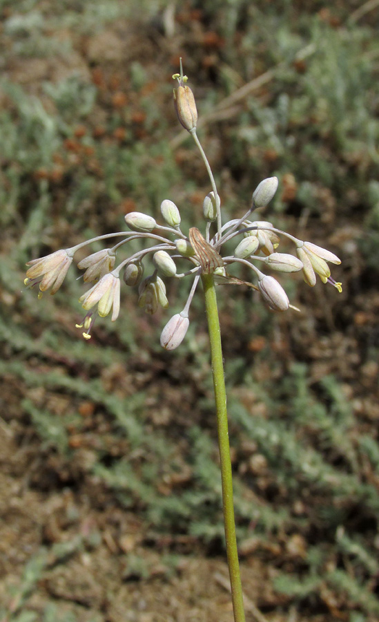 Image of Allium paczoskianum specimen.