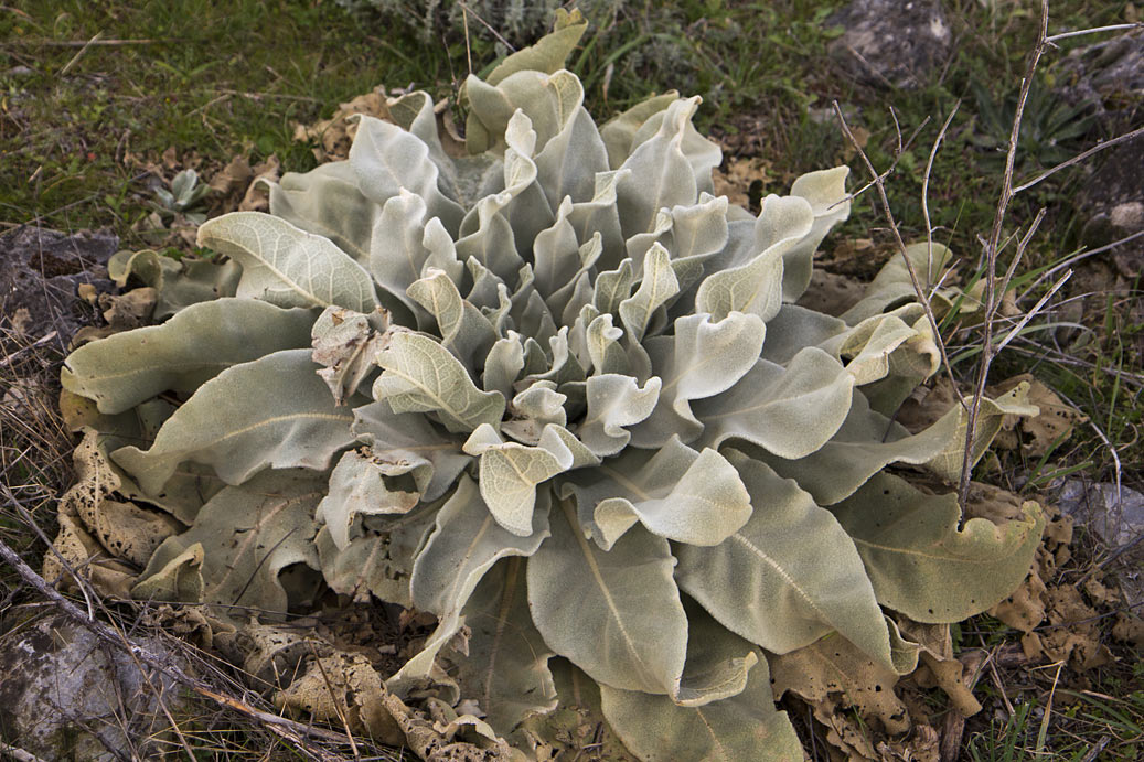 Изображение особи род Verbascum.