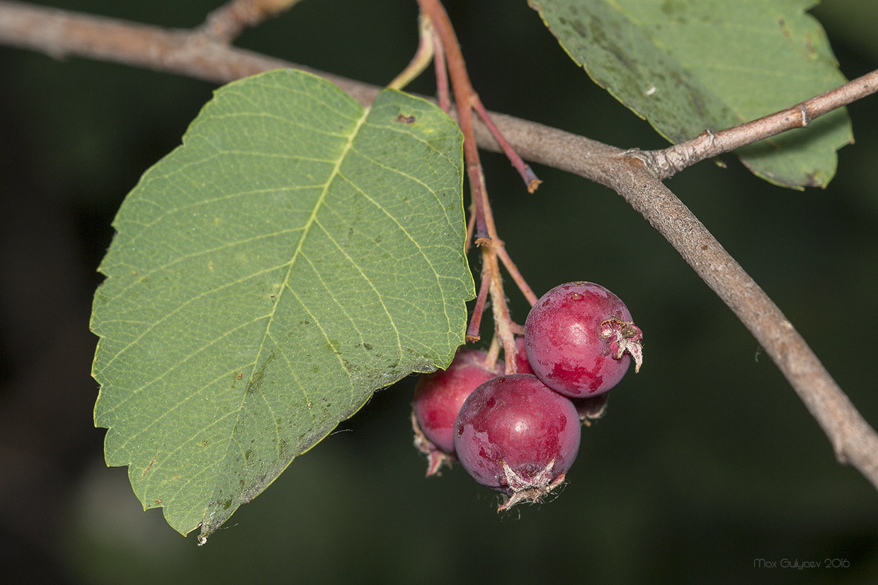 Изображение особи Amelanchier alnifolia.