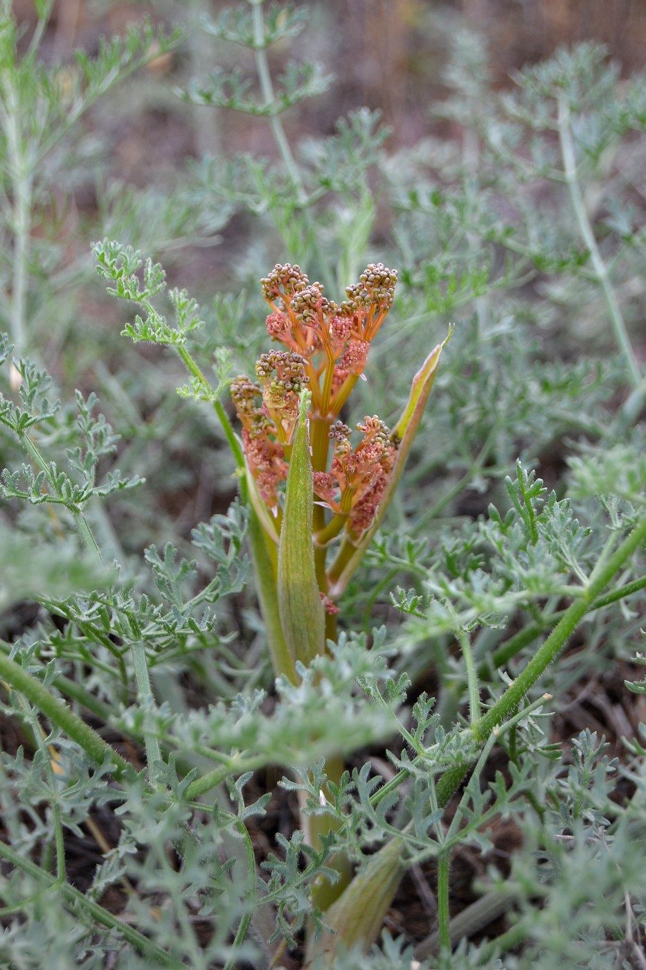 Изображение особи Ferula caspica.