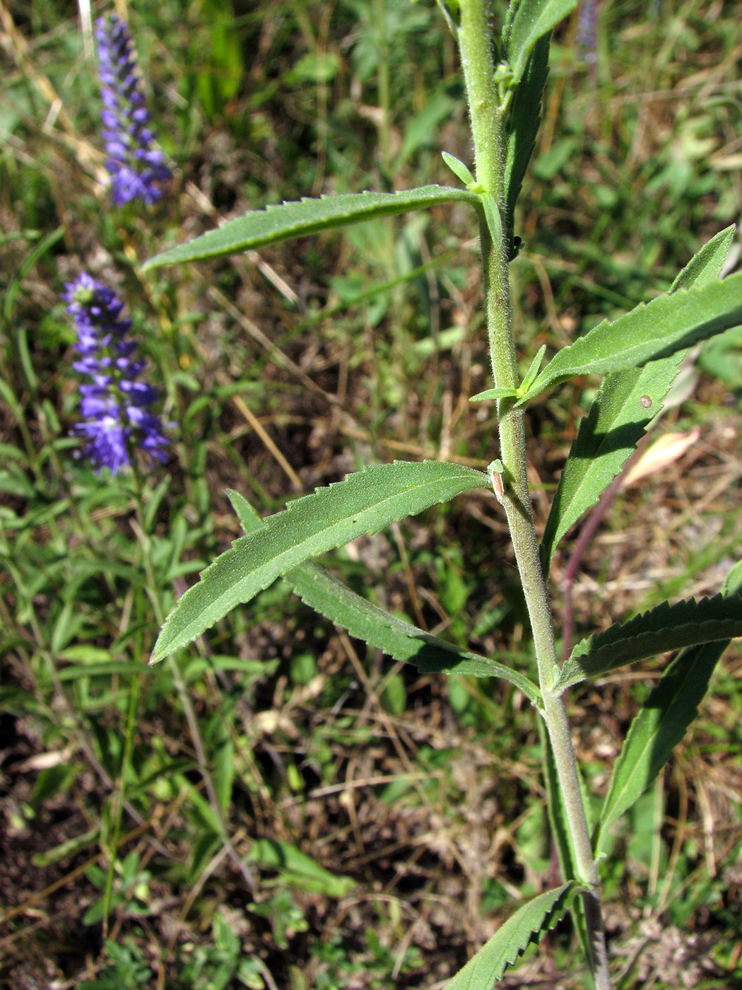 Image of Veronica spicata specimen.