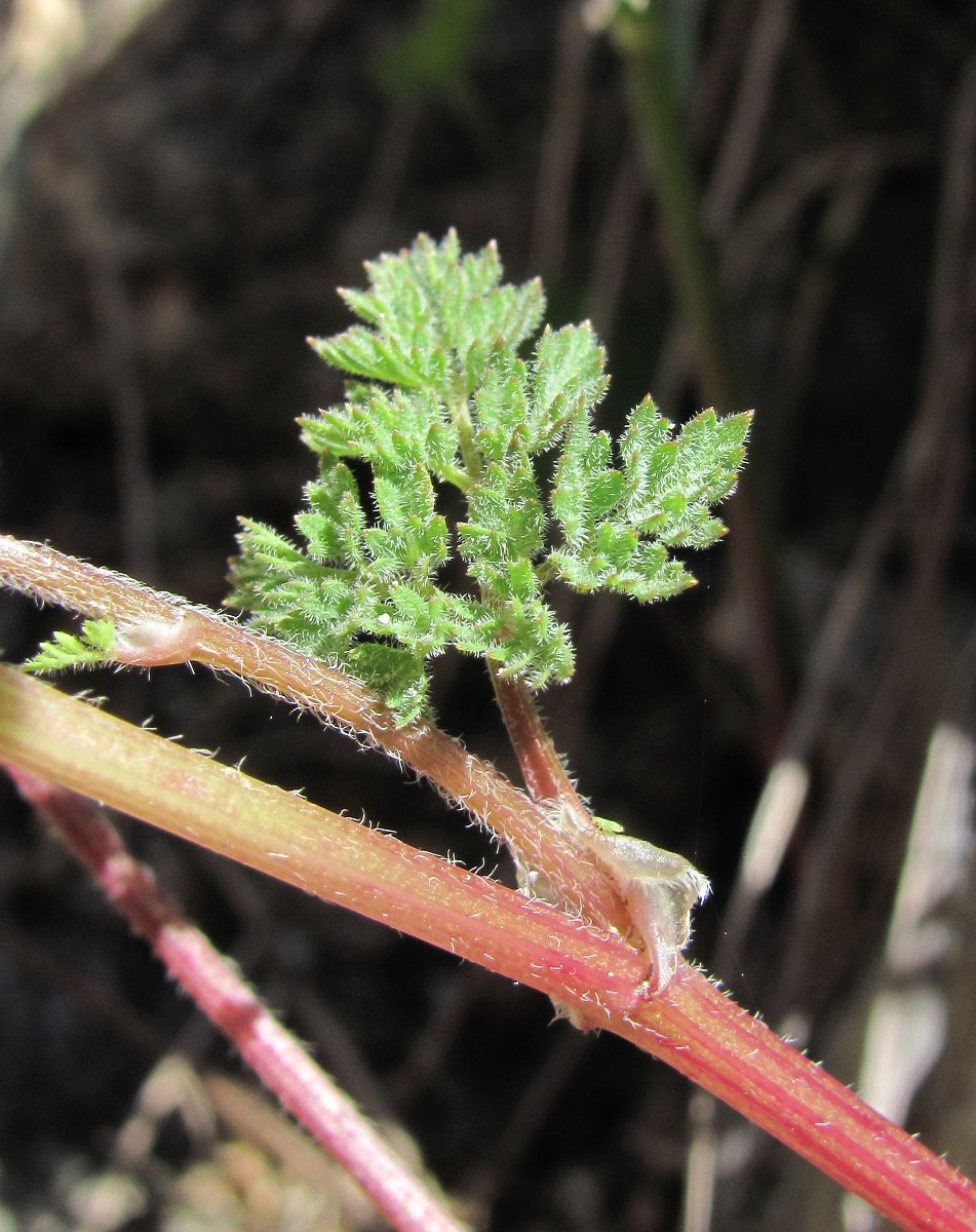 Image of Chaerophyllum humile specimen.