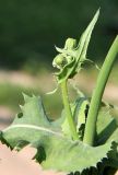 Sonchus oleraceus