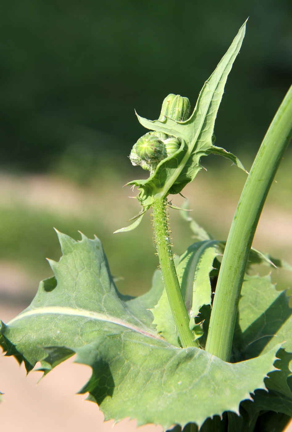 Image of Sonchus oleraceus specimen.