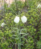 Fritillaria verticillata