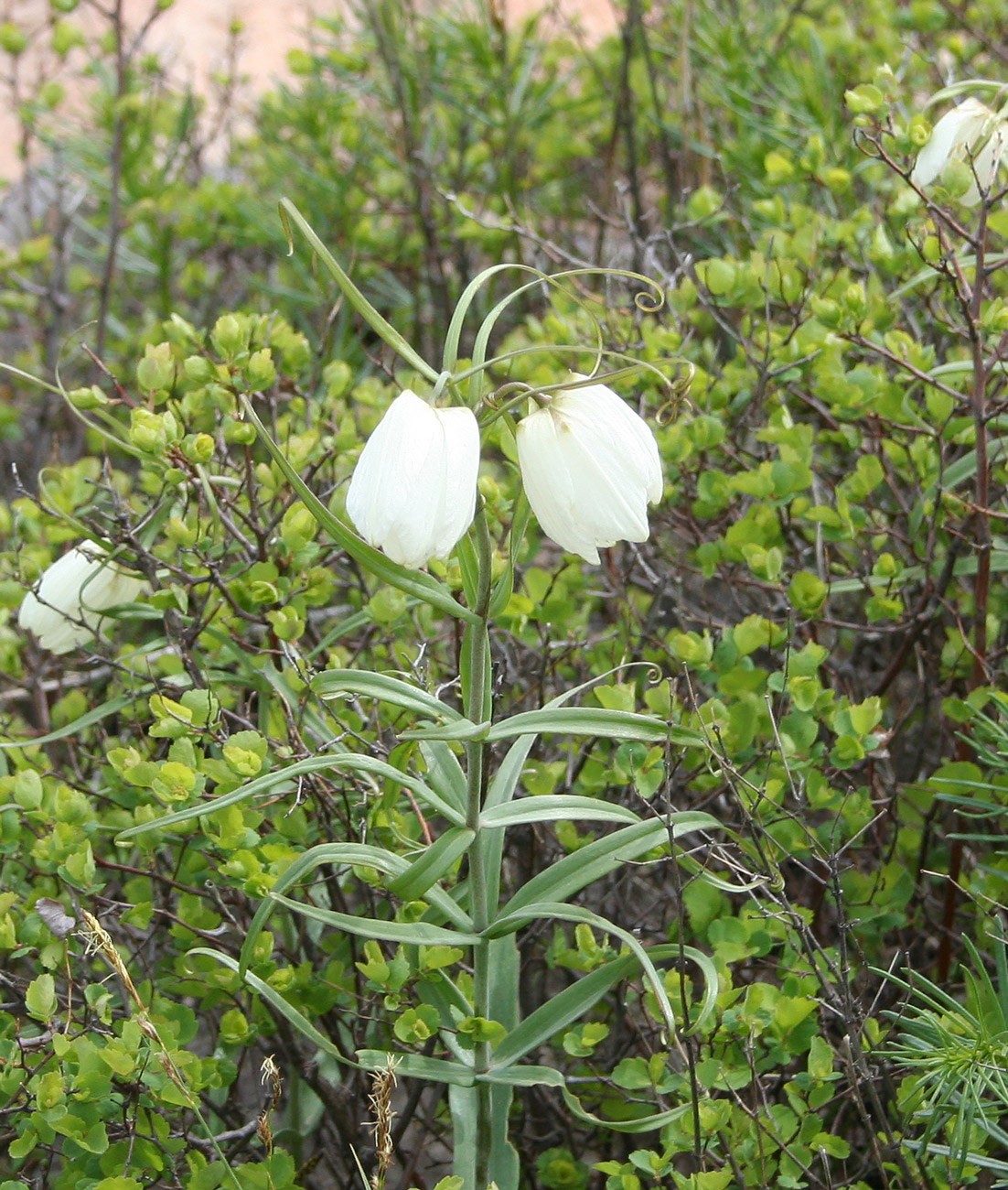 Image of Fritillaria verticillata specimen.