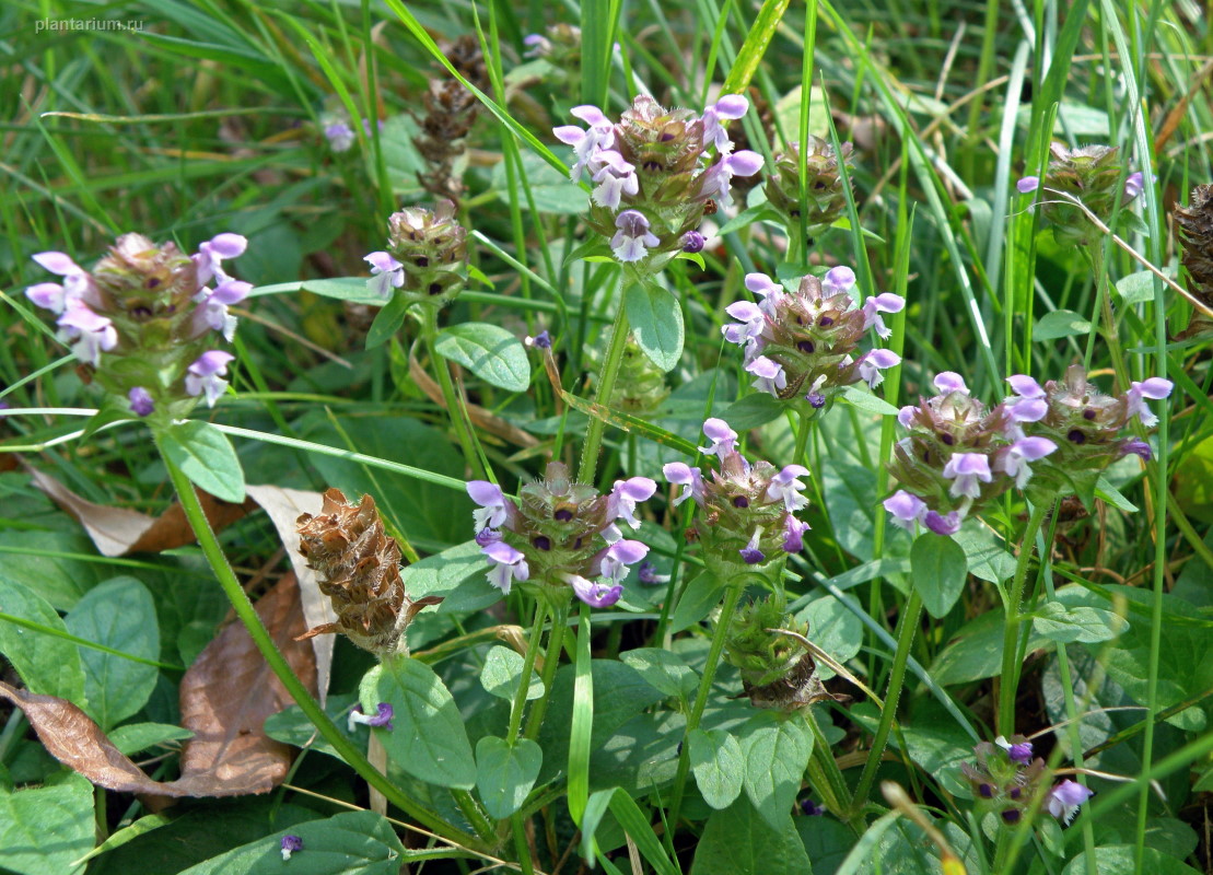 Image of Prunella vulgaris specimen.