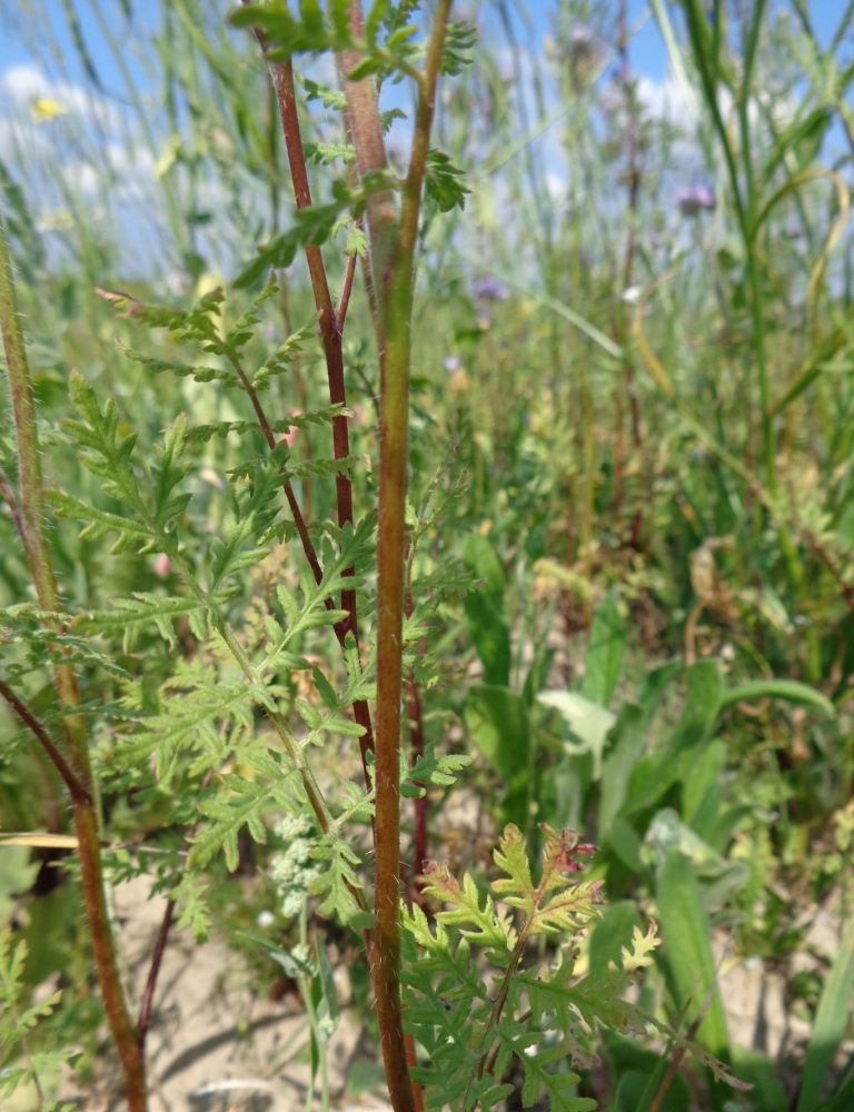 Изображение особи Phacelia tanacetifolia.