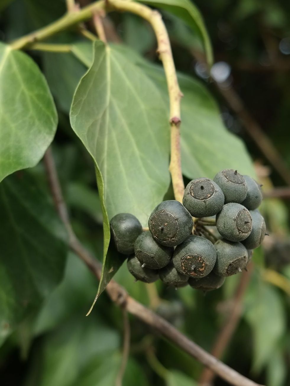 Изображение особи Hedera helix.