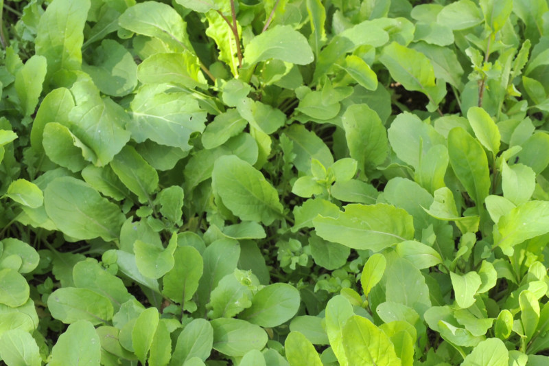 Изображение особи Eruca sativa.