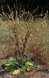 Verbascum sinuatum