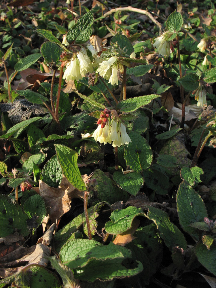 Image of Symphytum grandiflorum specimen.