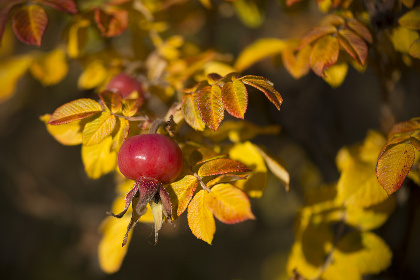 Image of Rosa rugosa specimen.