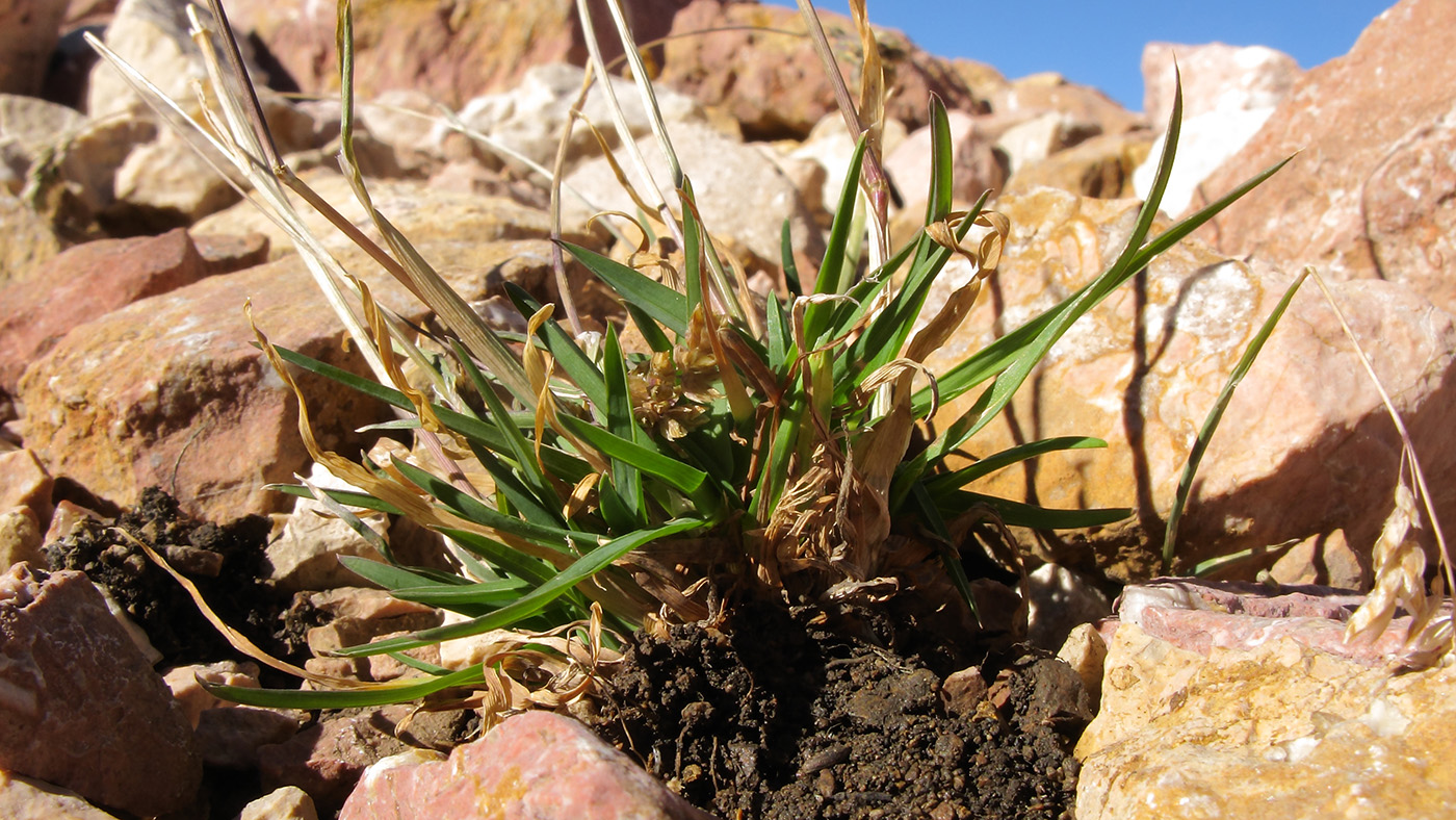 Image of Poa alpina specimen.