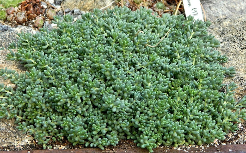 Изображение особи Sedum album.