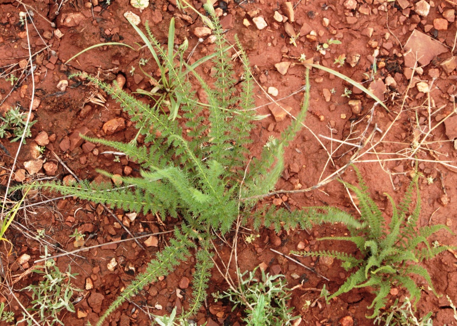 Image of Palimbia defoliata specimen.