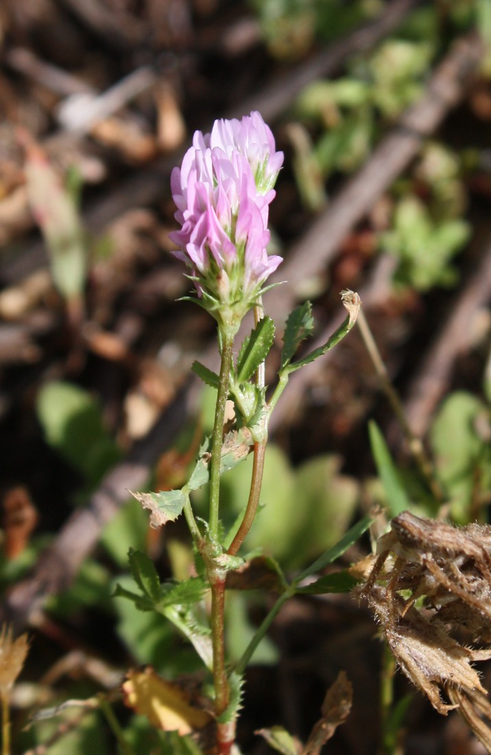 Изображение особи Trifolium glanduliferum.