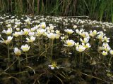 Ranunculus circinatus