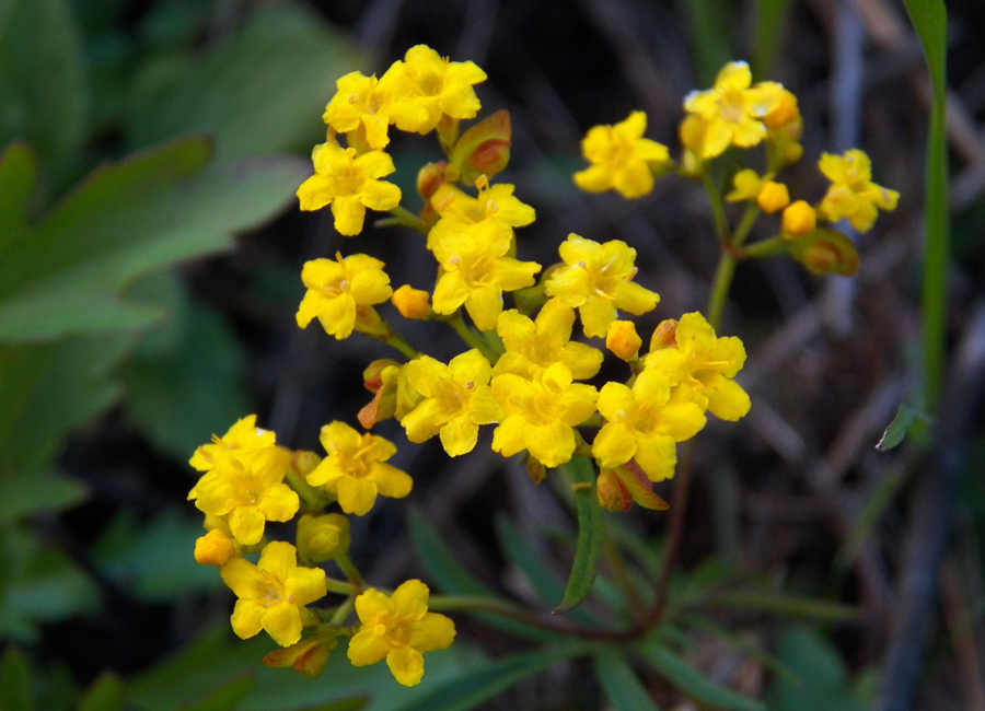 Изображение особи Patrinia rupestris.