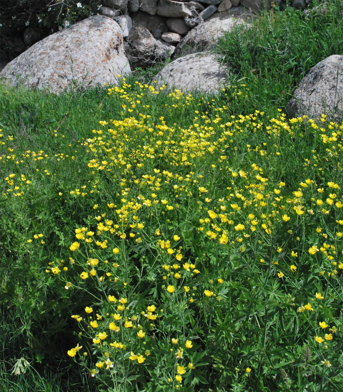 Изображение особи Ranunculus sericeus.