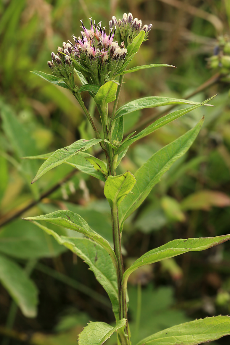 Изображение особи Saussurea sachalinensis.