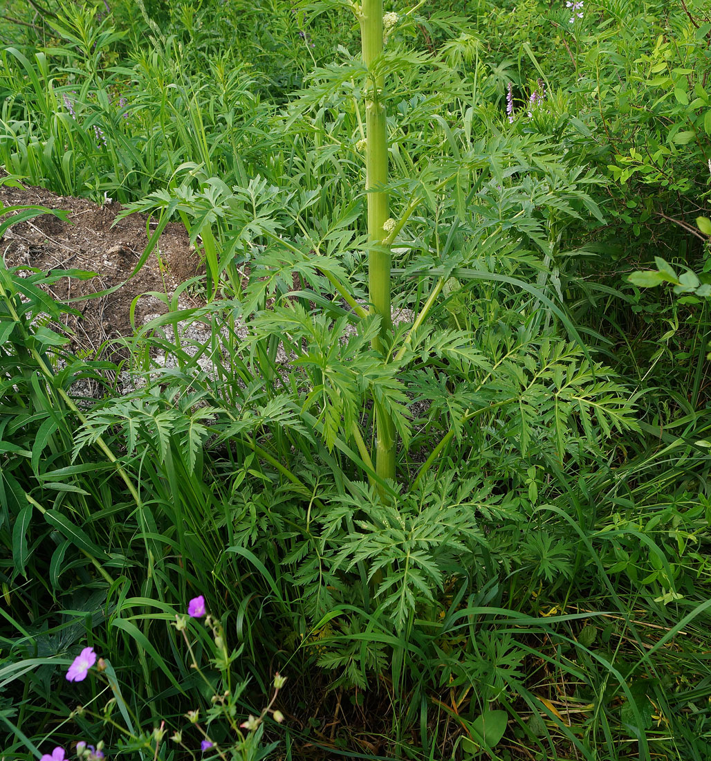 Image of Pleurospermum uralense specimen.
