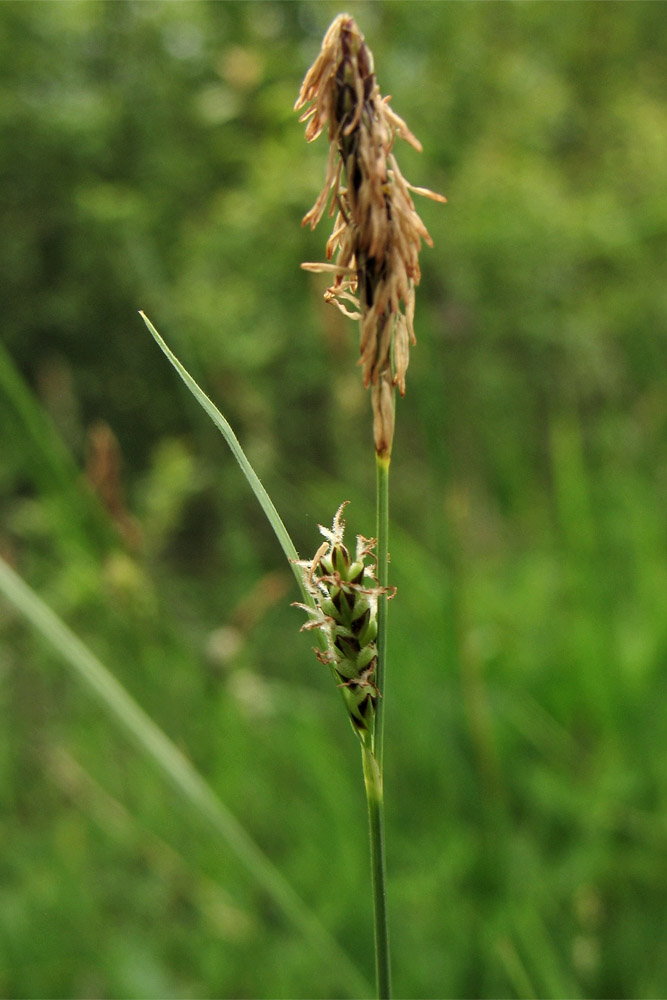 Image of Carex tomentosa specimen.