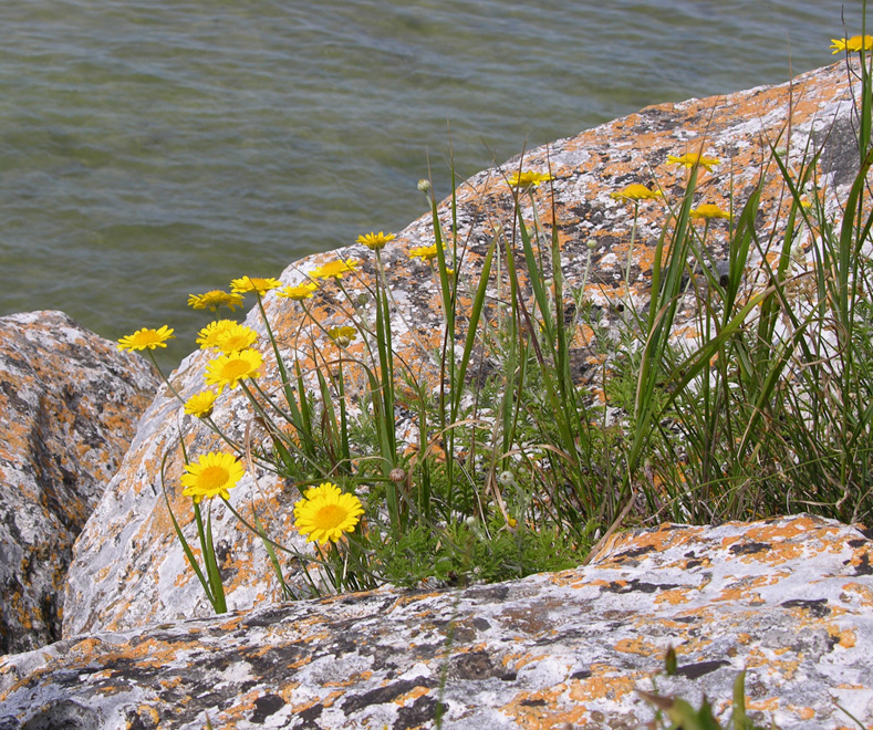 Image of Anthemis tinctoria specimen.