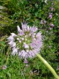 Allium nutans