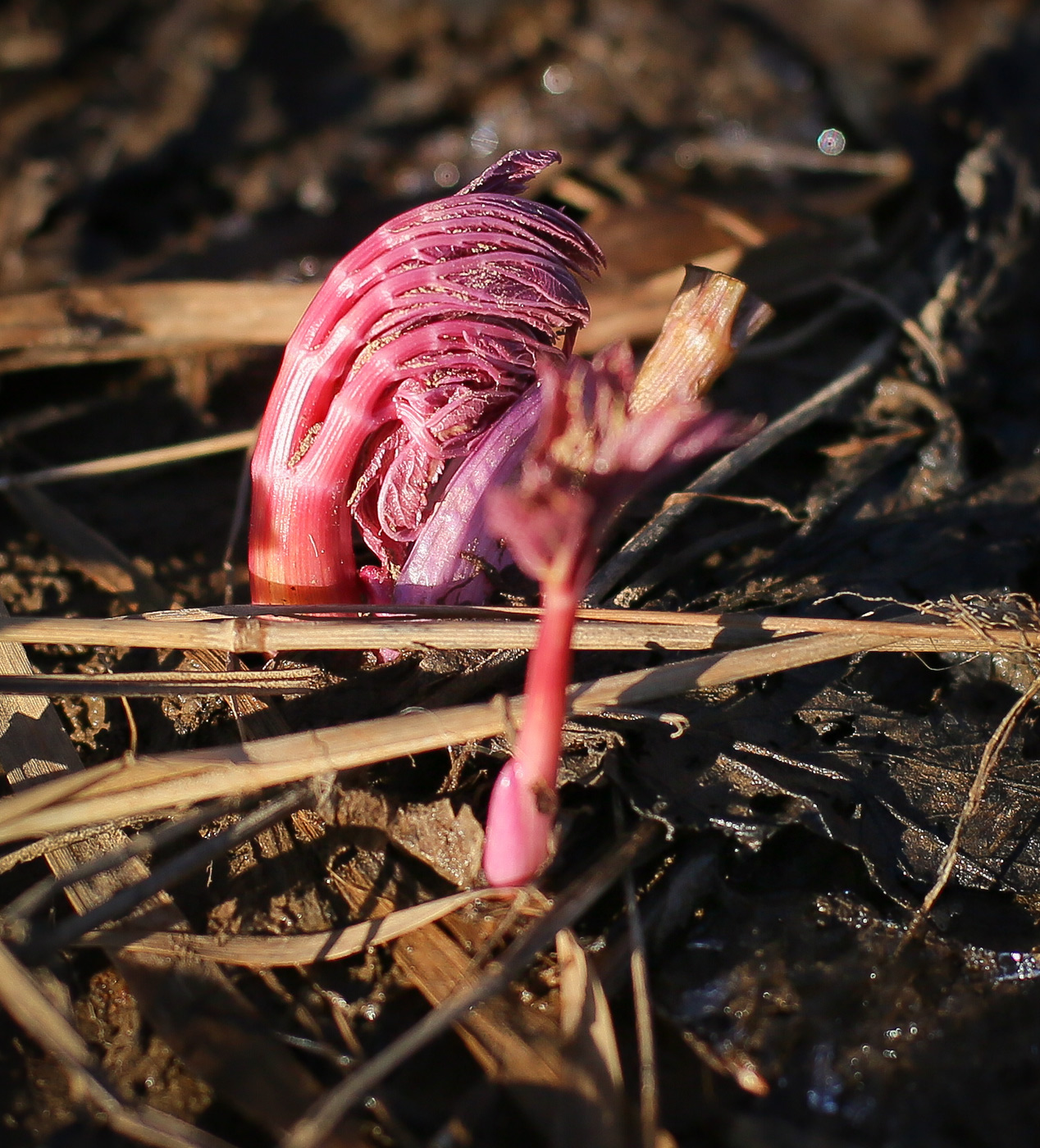 Image of Angelica sylvestris specimen.