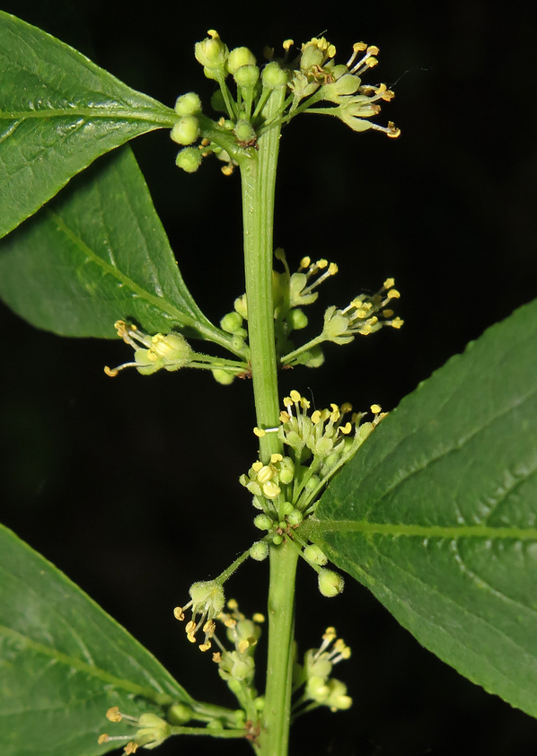 Image of Flueggea suffruticosa specimen.