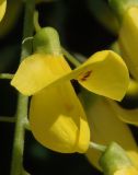 Laburnum anagyroides