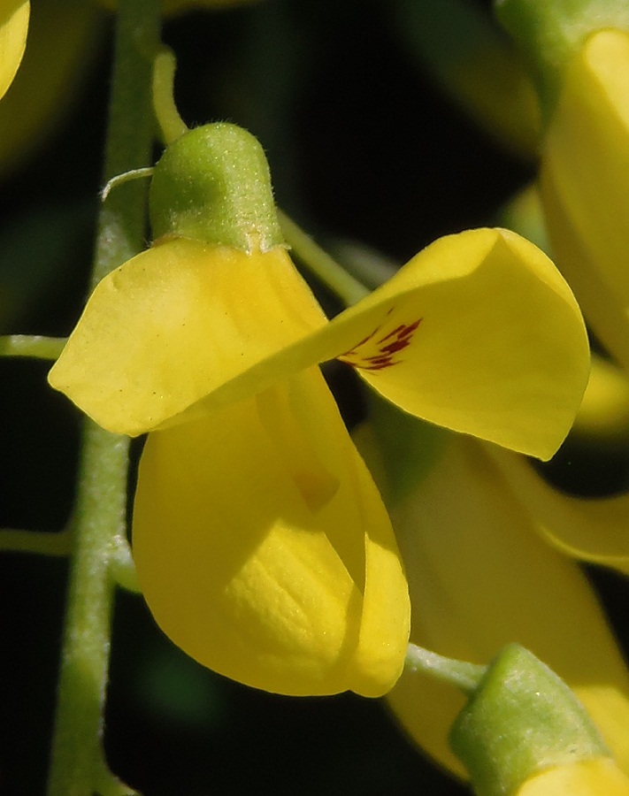 Image of Laburnum anagyroides specimen.