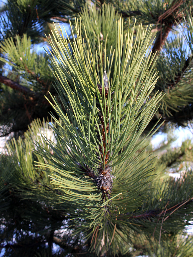 Изображение особи Pinus nigra.