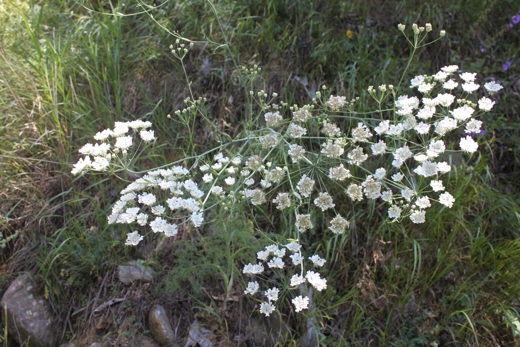 Изображение особи Astrodaucus orientalis.