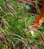 Fritillaria meleagris