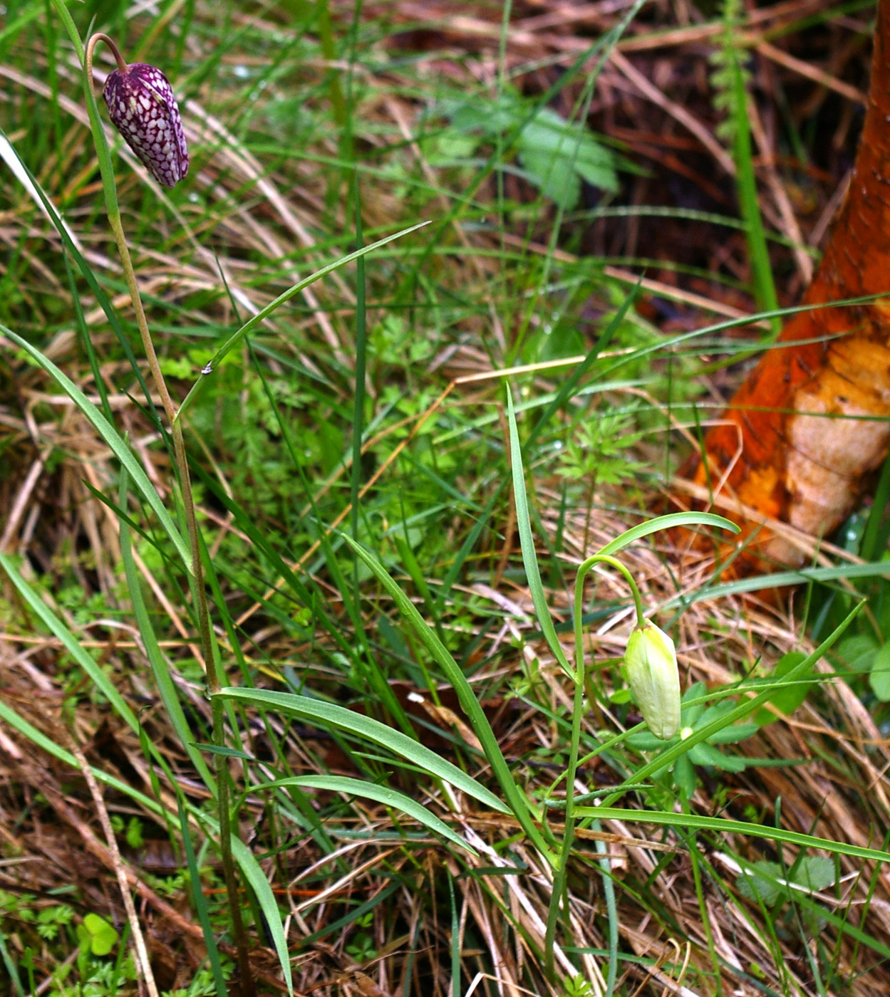 Изображение особи Fritillaria meleagris.