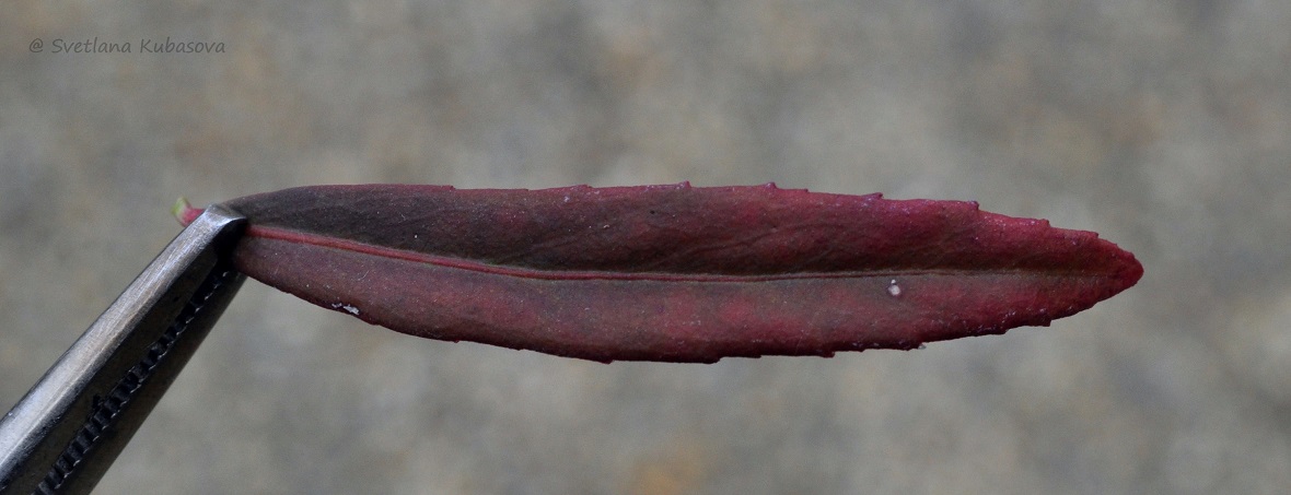 Image of Euonymus nanus specimen.