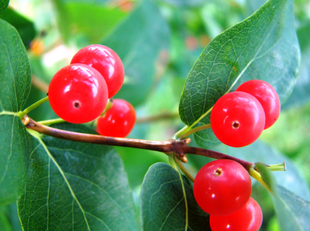 Image of Lonicera tatarica specimen.