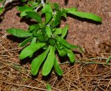 Lycium schweinfurthii