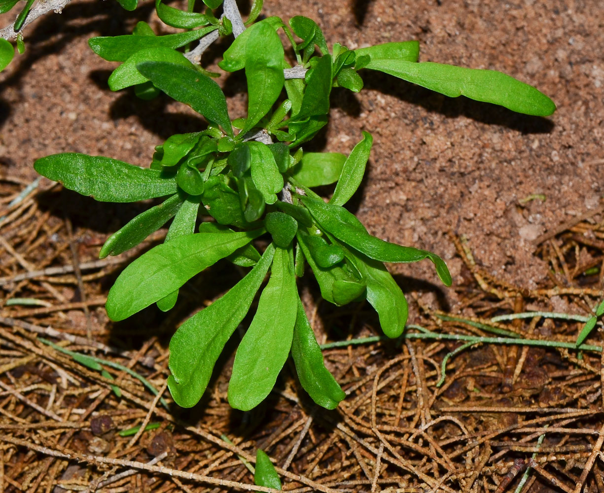 Image of Lycium schweinfurthii specimen.