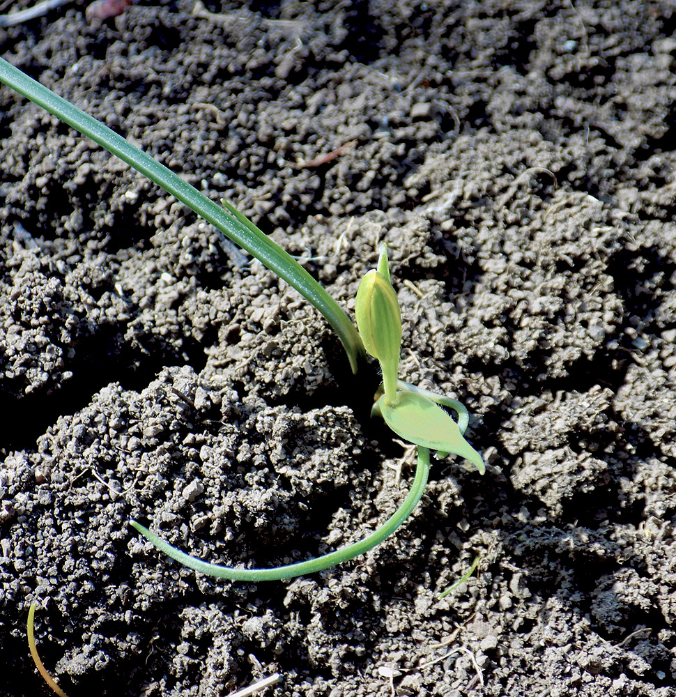 Image of Gagea pusilla specimen.